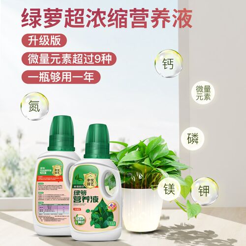 绿萝营养液专用肥防黄叶烂根水培绿箩营业液植物通用大叶绿萝肥料
