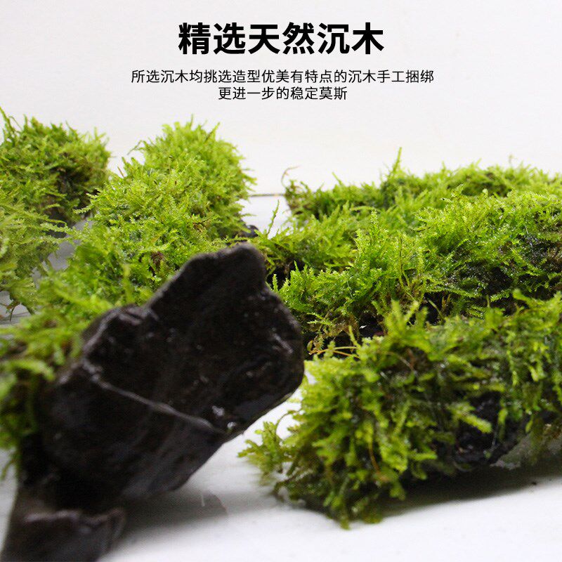 莫斯水草沉木拱桥鱼缸造景水草真草水培植物鱼草成品慕斯树躲避屋