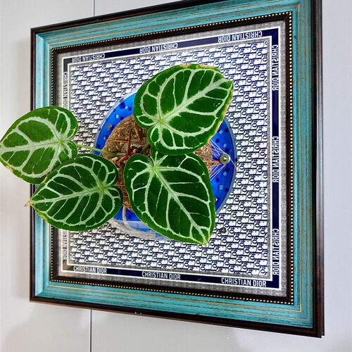 [大号画框]蝴蝶种植框鹿角蕨板植相框画框挂板上墙上板懒人自吸水