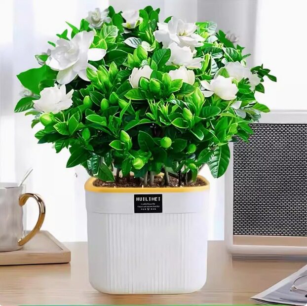 【下单立减50】4S级栀子花盆栽花卉室内桌面绿植四季好养