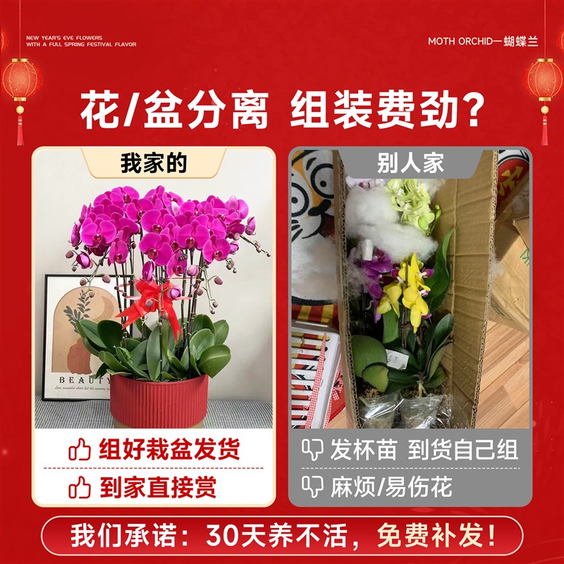 蝴蝶兰盆栽带花苞花剑大花苗精品名贵兰花卉植物室内客厅四季好养