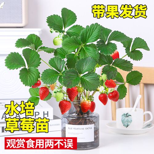 水培植物水果草莓苗耐阴开花结果水果可食用办公室桌面绿植花卉