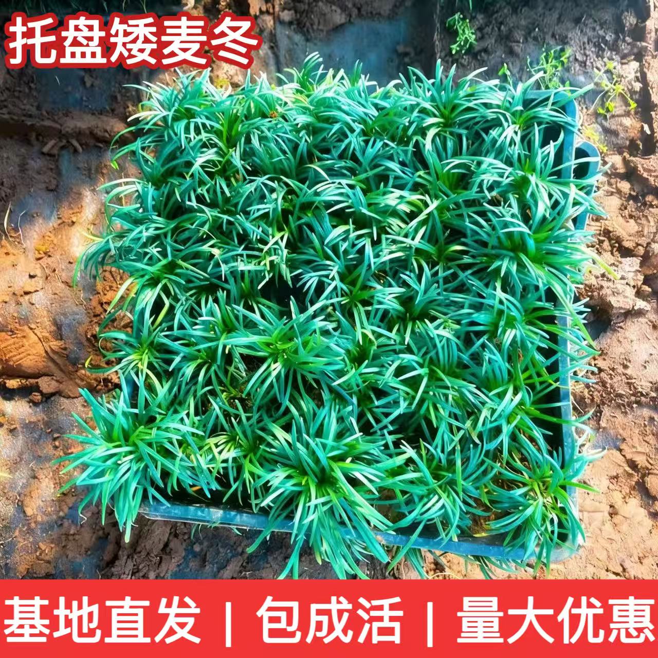 玉龙草苗托盘盘装矮麦冬草图片