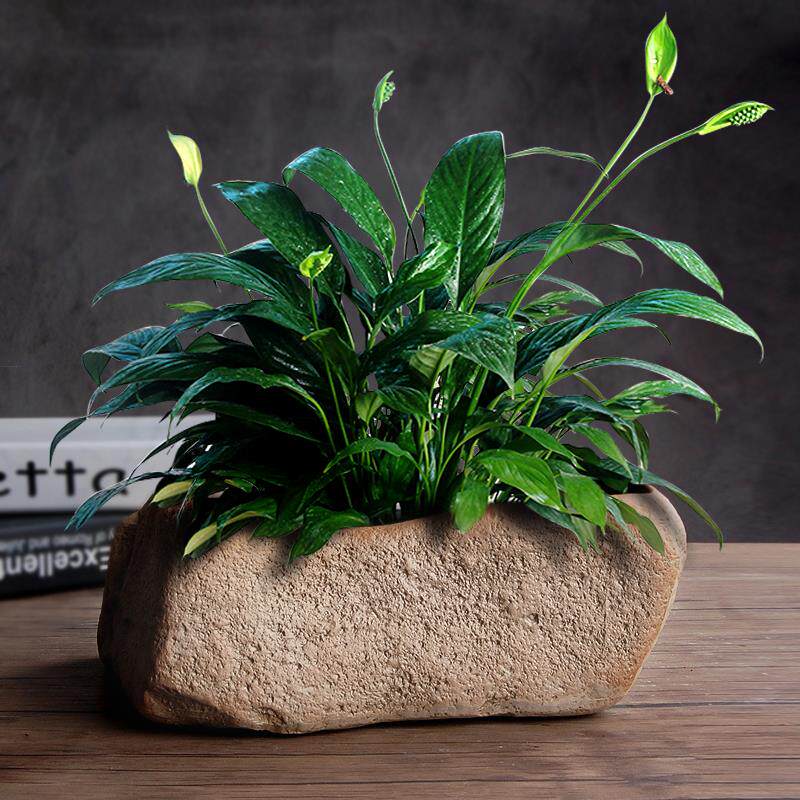 多肉植物花盆陶瓷水培花盆养鱼缸无孔绿植铜钱草绿萝碗莲花盆大号