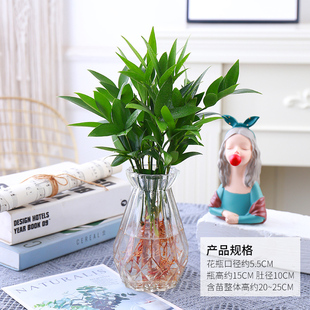 办公室养眼小绿植竹柏盆栽四季养好活花卉懒人桌面水培观叶植物