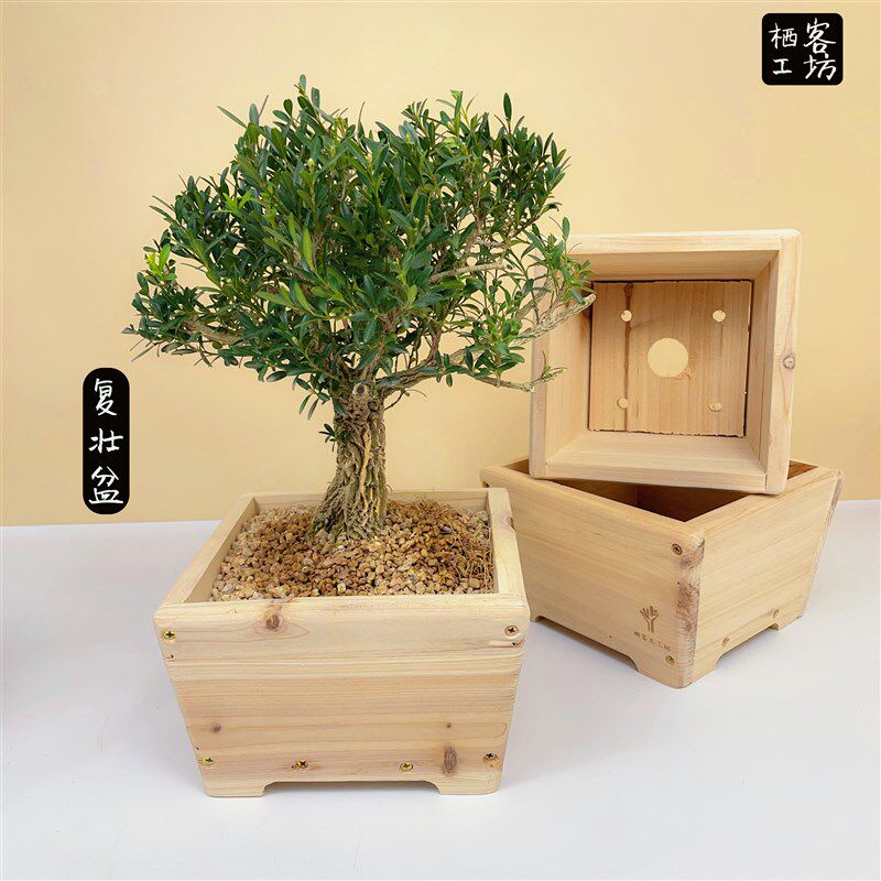实木养护盆景复壮盆木制培养盆黄杨放养木花盆杜鹃松柏木盆黄杨盆 - 实物图