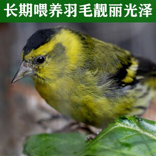 金丝雀鸟食麻料黄雀鸟粮玉鸟芙蓉鸟饲料黄雀金翅雀苏雀营养混合粮