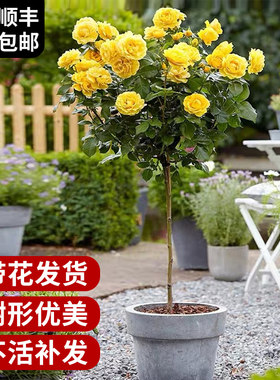 树状月季花特大浓香阳台盆栽嫁接树桩欧月玫瑰四季易活耐寒成活高