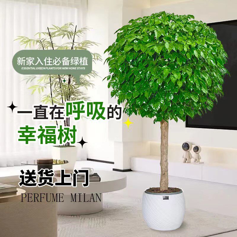 幸福树客厅盆栽大绿植室内阳台棒棒糖四季植物平安树发财树除甲醛