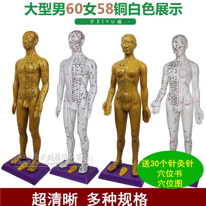 超清晰刻字60cm人体穴位模型中医针灸教学男女铜人全身经络按摩图
