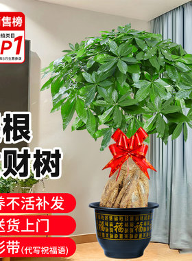 提根发财树客厅盆栽大棵招财树室内大型绿植物落地办公室开业送礼
