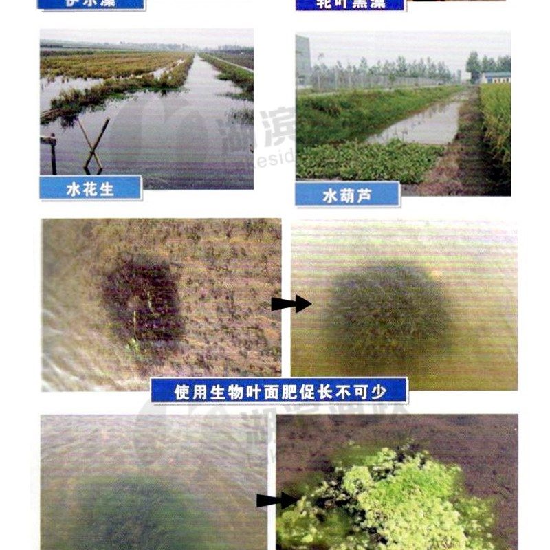 长根粒粒肥水产虾蟹养殖伊乐藻轮叶黑藻水草专用促进生长快速肥水