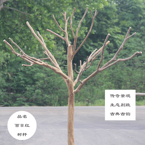 天然树干树枝造型装饰树白树干酒店大堂造型实木粗树摆件枯木艺术