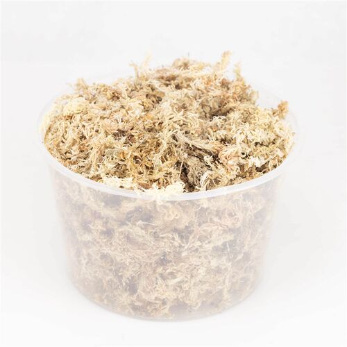 牧野虫社水苔带毛甲虫垫材成虫防止绒毛刮花保湿性强躲藏独角仙