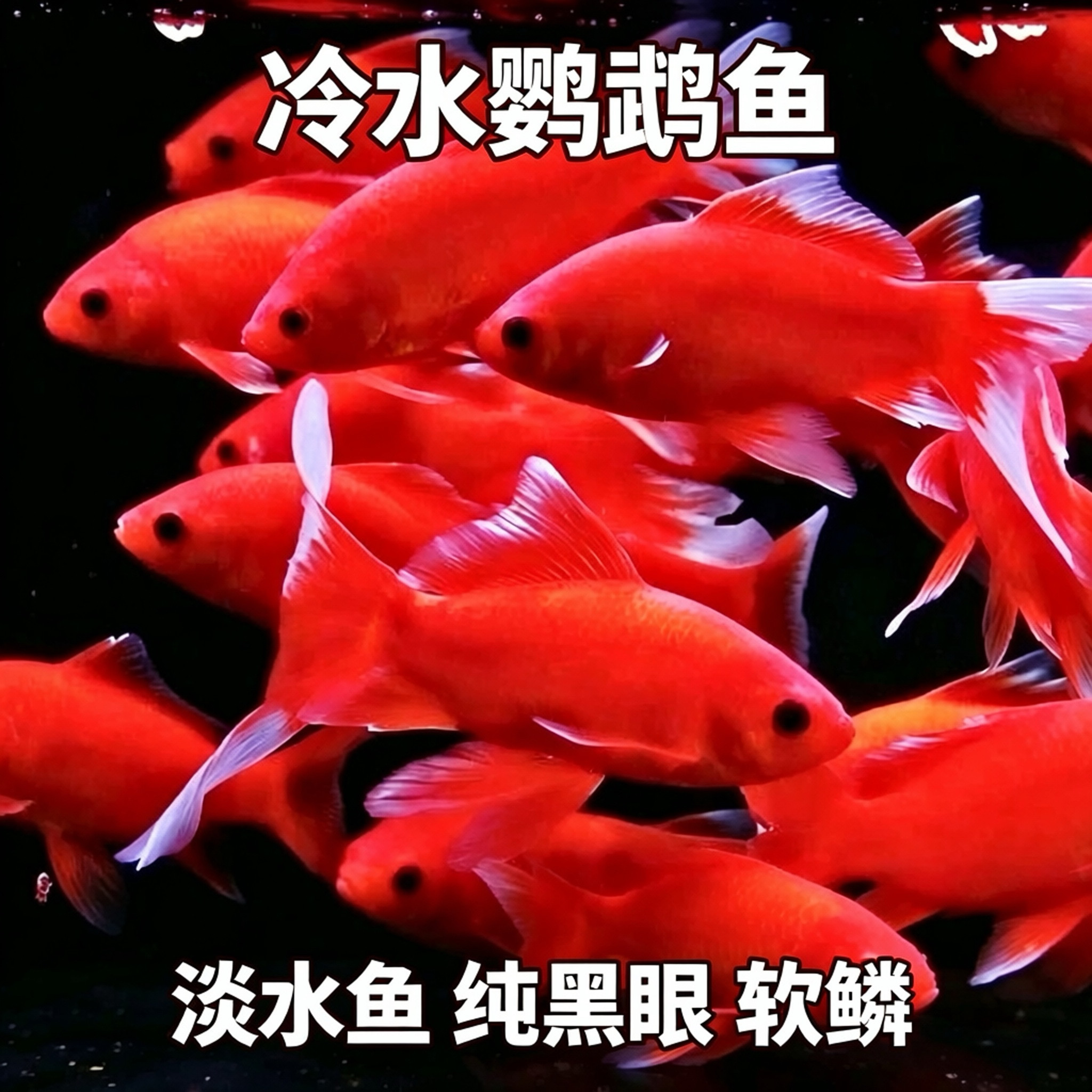 冷水红鹦鹉招财鱼淡水小鱼不加热