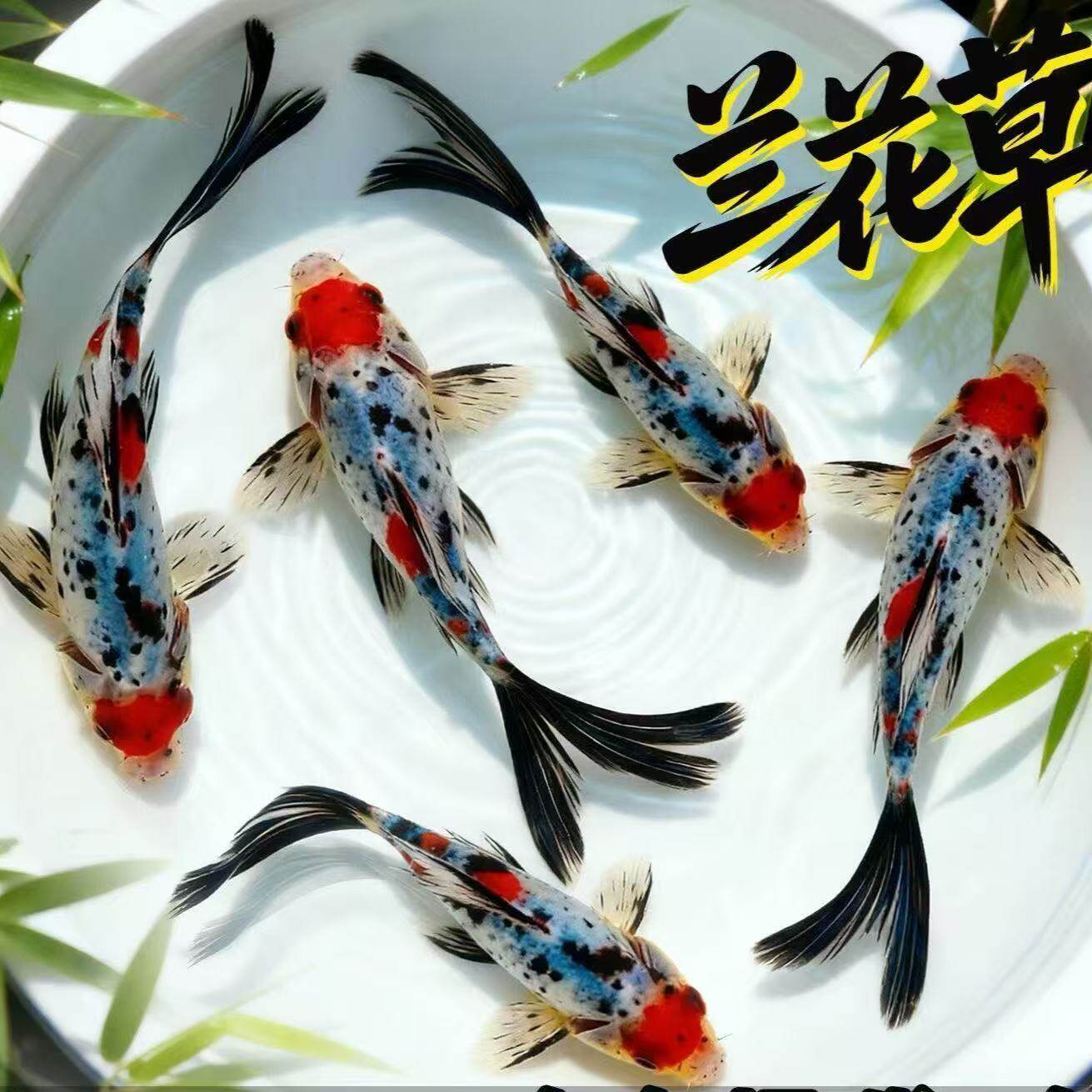 兰花草金鱼自来水可养皮实易活