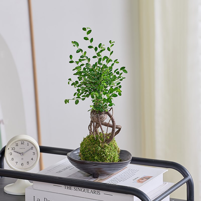 榆树盆景提根苔藓球室内绿植桌面微型老桩L好养活中式茶几禅意植