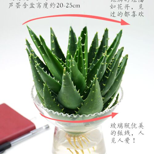 水培芦荟盆栽带盆可食用敷脸美z容植物室内办公室客厅净化空气好