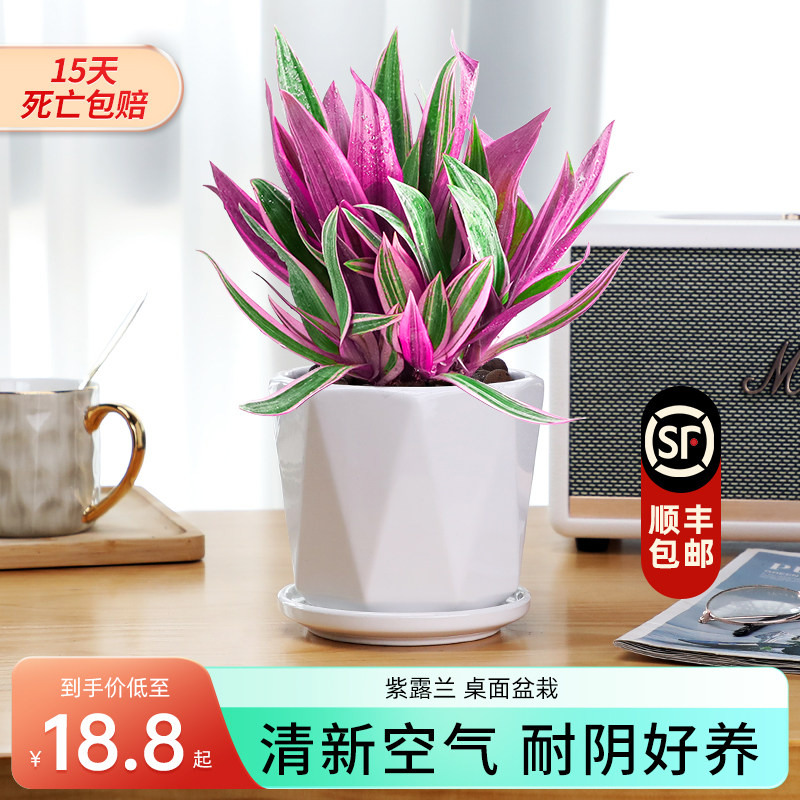 紫露兰盆栽室内植物花卉油画婚礼吊兰客厅多肉小绿植四季常青好养