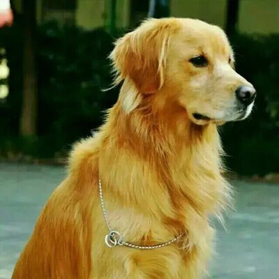 赛级蛇链 不锈钢P链中大型犬宠物训犬狗链子牵引绳不夹毛包邮佩迪