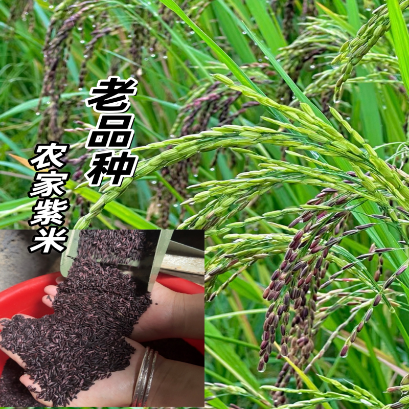 农家老品种梯田一年一季    紫米
