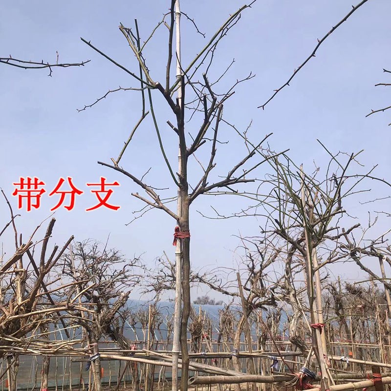 蔷薇花树苗爬藤四季高杆大苗2米发货带分支当年开花庭院种植