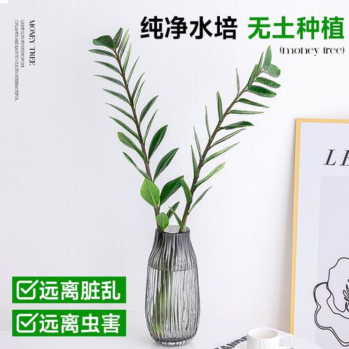 水培植物金钱树绿植室内办公室四季好养懒人花卉盆栽摇钱树钱串子