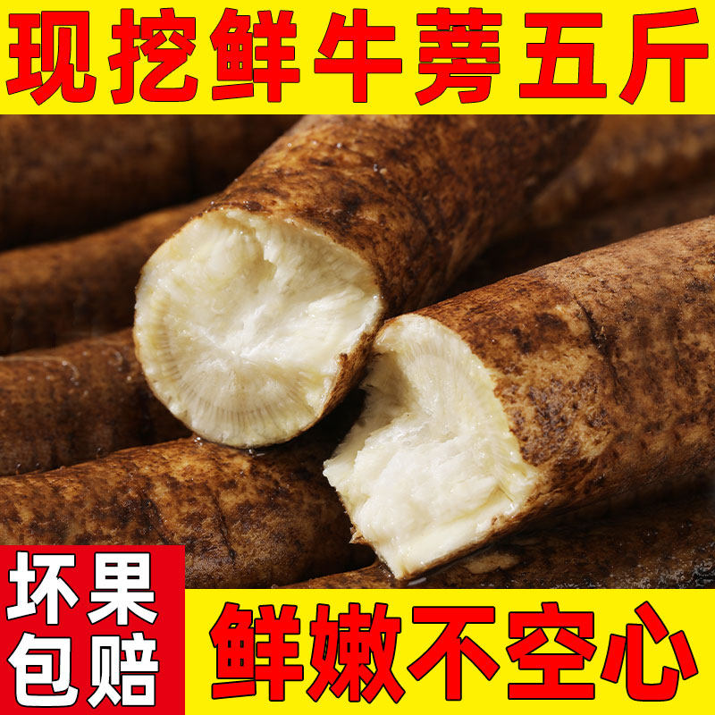 牛蒡新鲜5斤兰陵现挖2026苍山农产正品官方旗舰店黄金牛榜旁茶