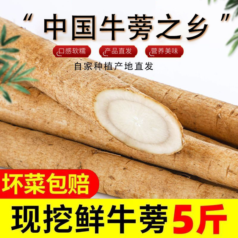 牛蒡根新鲜5斤兰陵现挖牛蒡汁苍山农产正品野生黄金牛榜膀磅茶片