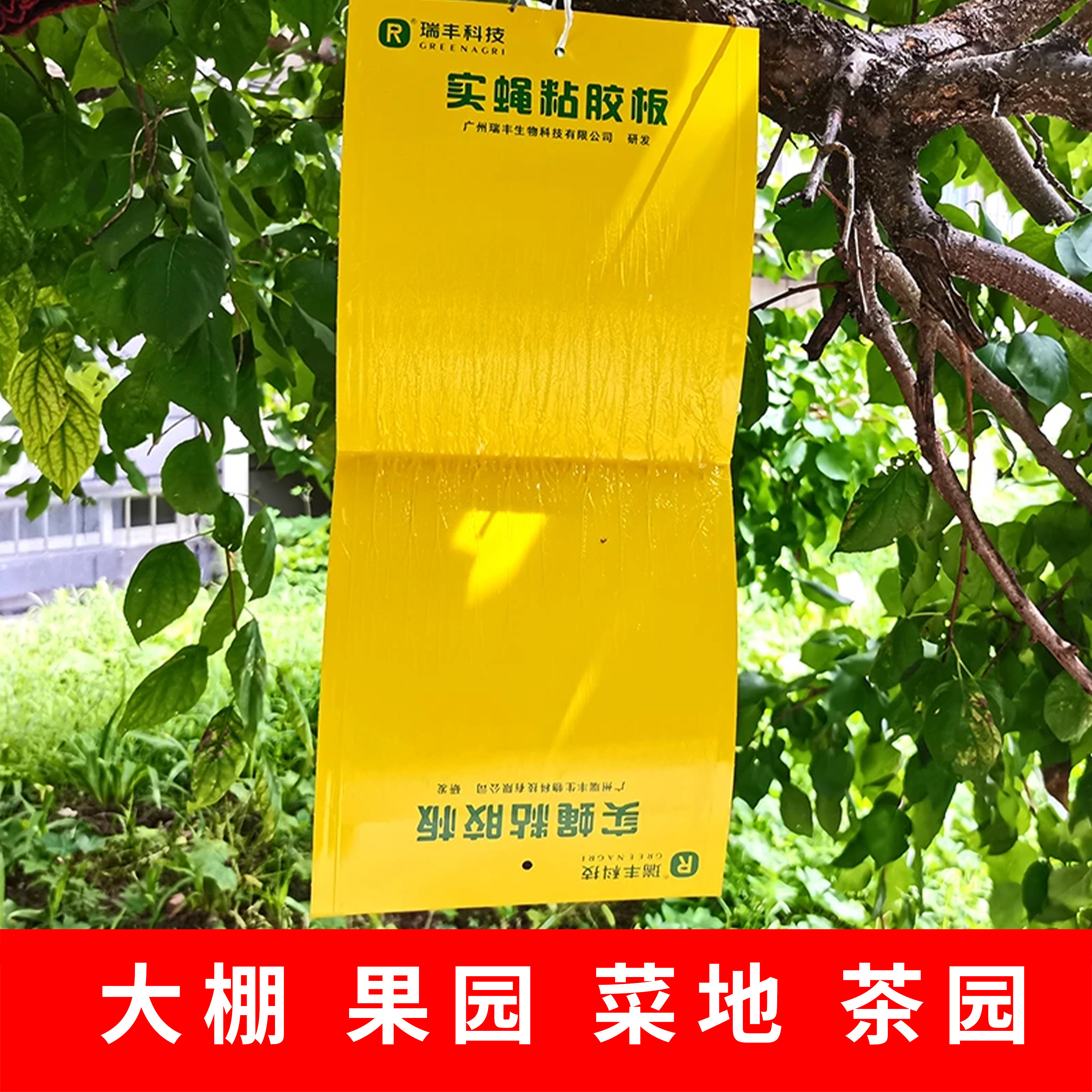 苍蝇纸板粘飞虫柑橘瓜果实蝇针蜂粘蝇纸