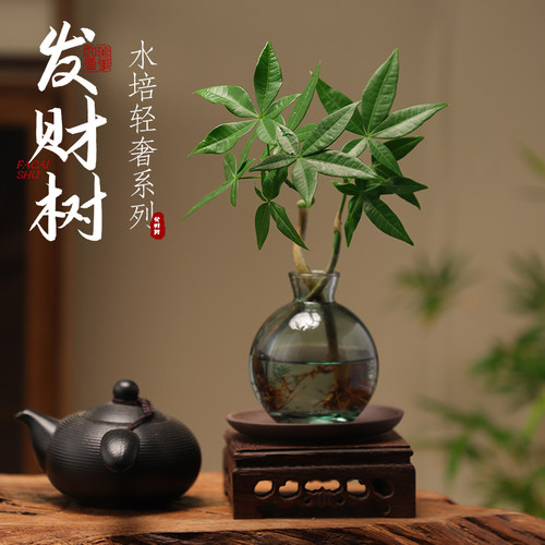 发财树小盆栽室内水培植物办公室桌面四季常青客厅养招财摆件绿植