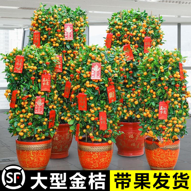 大型金桔树盆栽带果室内客厅观果绿植物开业送礼金橘桔树盆景年桔