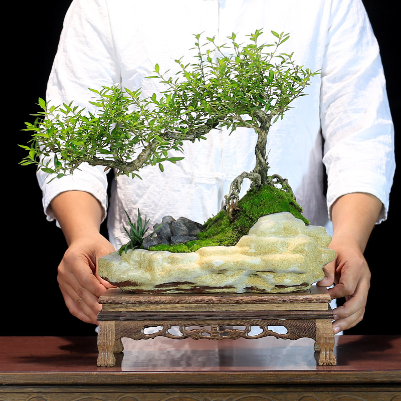 六月雪盆景植物室内悬崖式造型茶室中式摆件阳台绿植客厅盆栽好养