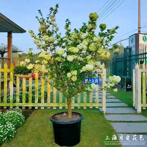 中华木绣球斗球花盆栽苗庭院树苗多年生木本树绣球花花苗花卉植物