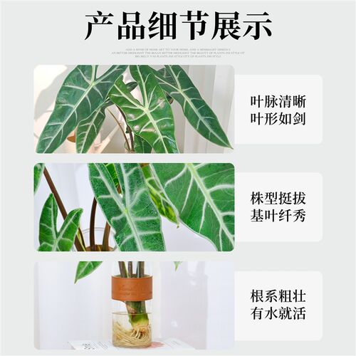 银脉剑叶海芋水培植物办公室内好养客厅桌面绿植热带水生水养高端