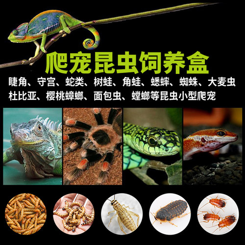 宠物爬虫饲养盒爬宠箱角蛙守宫蜥蜴蛇昆虫蟋蟀蜘蛛乌龟蟑螂人渣盒