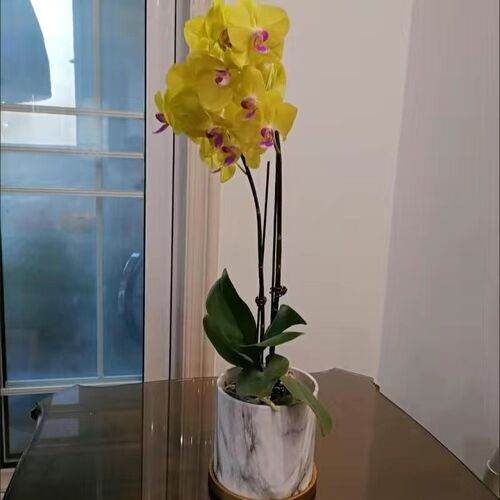 简约大理石纹花盆蝴蝶兰专用陶瓷室内绿植桌面文竹发财树盆有洞