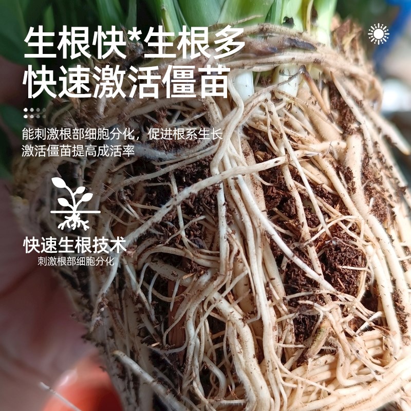 生根粉植物通用树木壮苗生根剂扦插移栽绿植用强力速效药水营养液