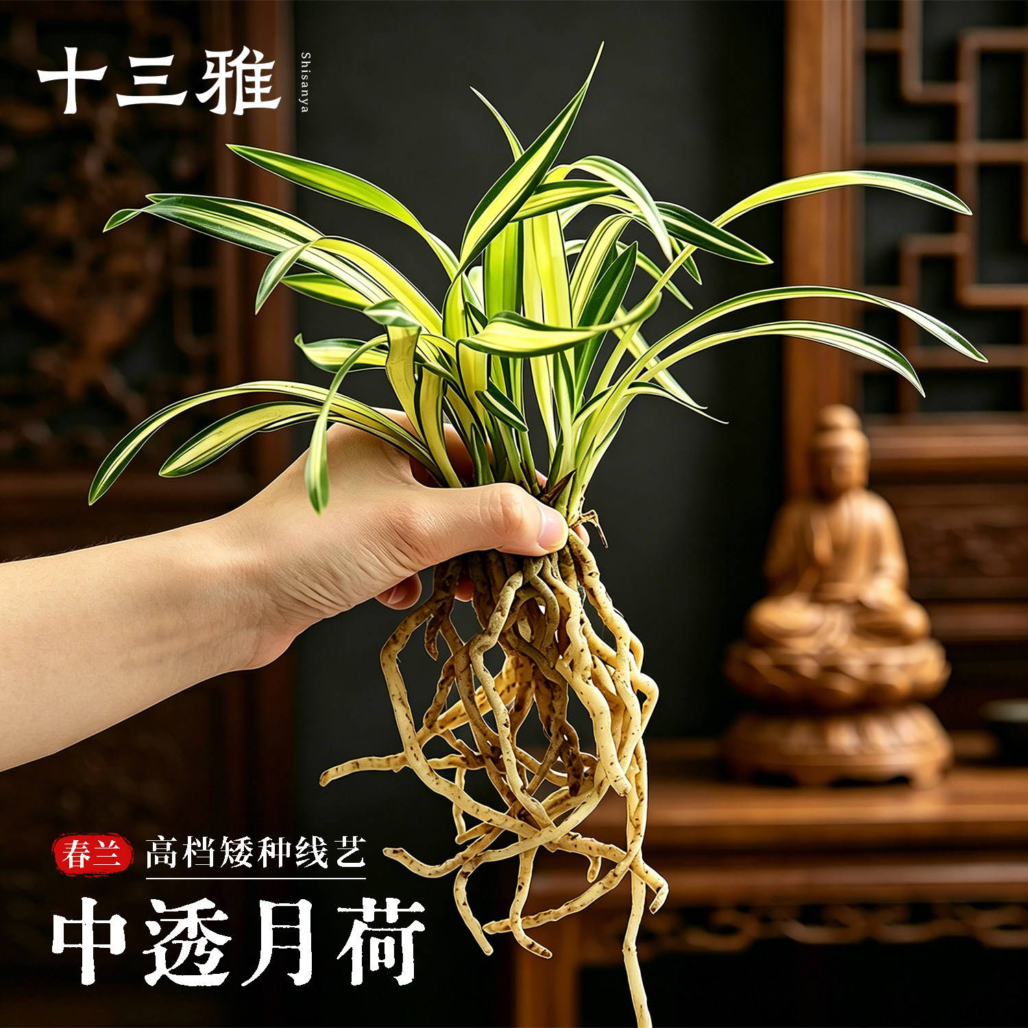 兰花中透月荷矮种金边春兰冬带花