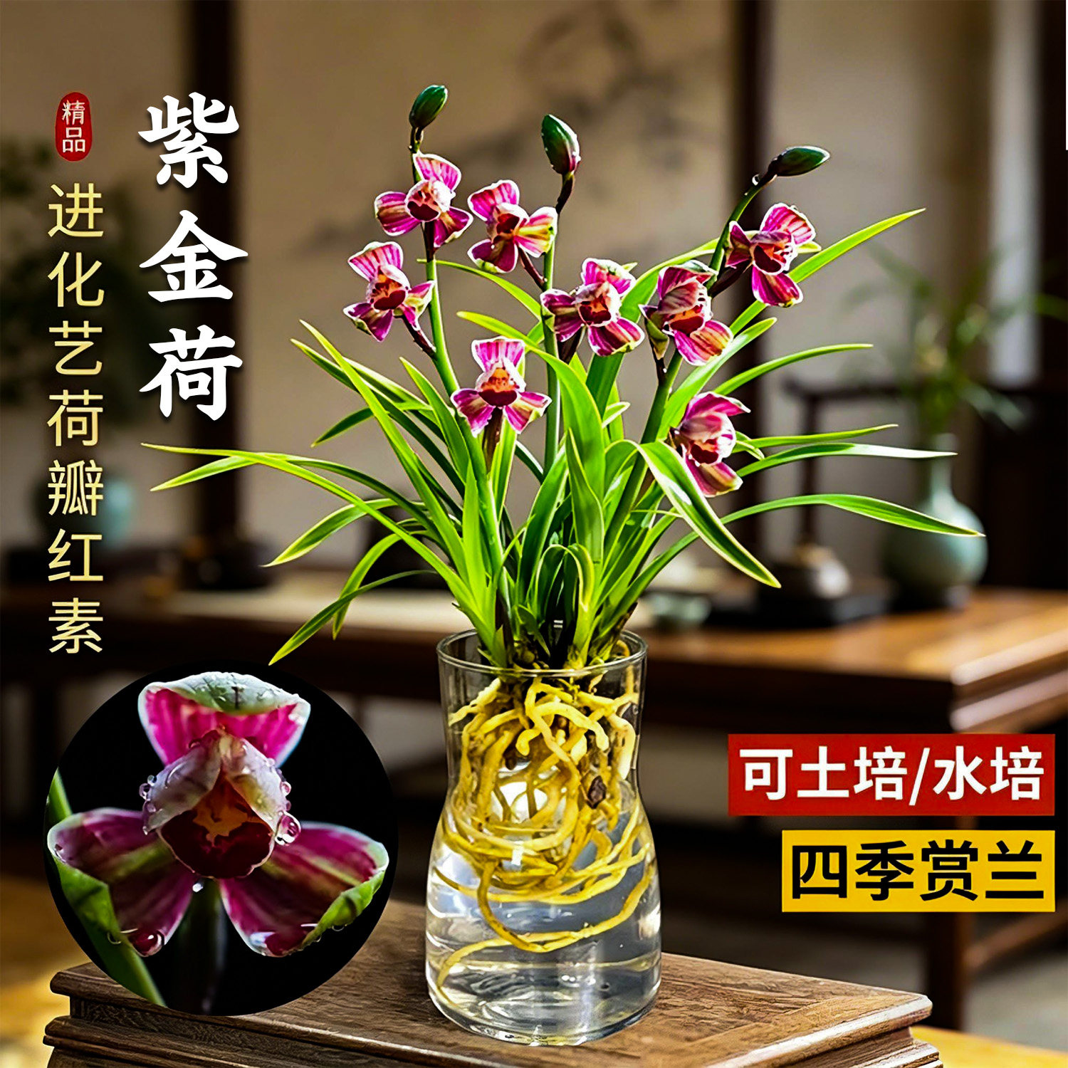 建兰紫金荷金边可水培兰花苗室内阳台花卉浓香好养易活绿植盆栽