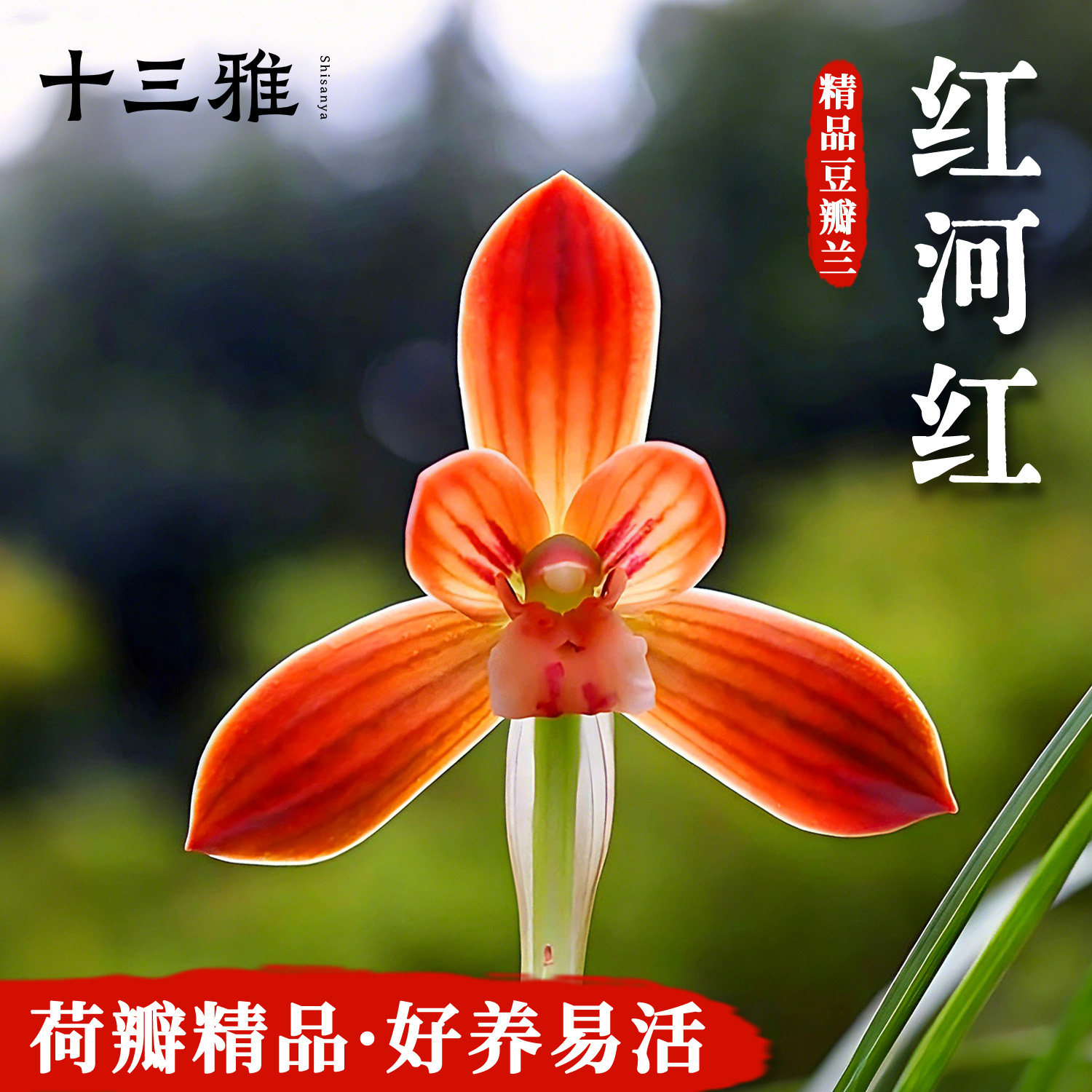 兰花苗红河红豆瓣兰荷瓣精品
