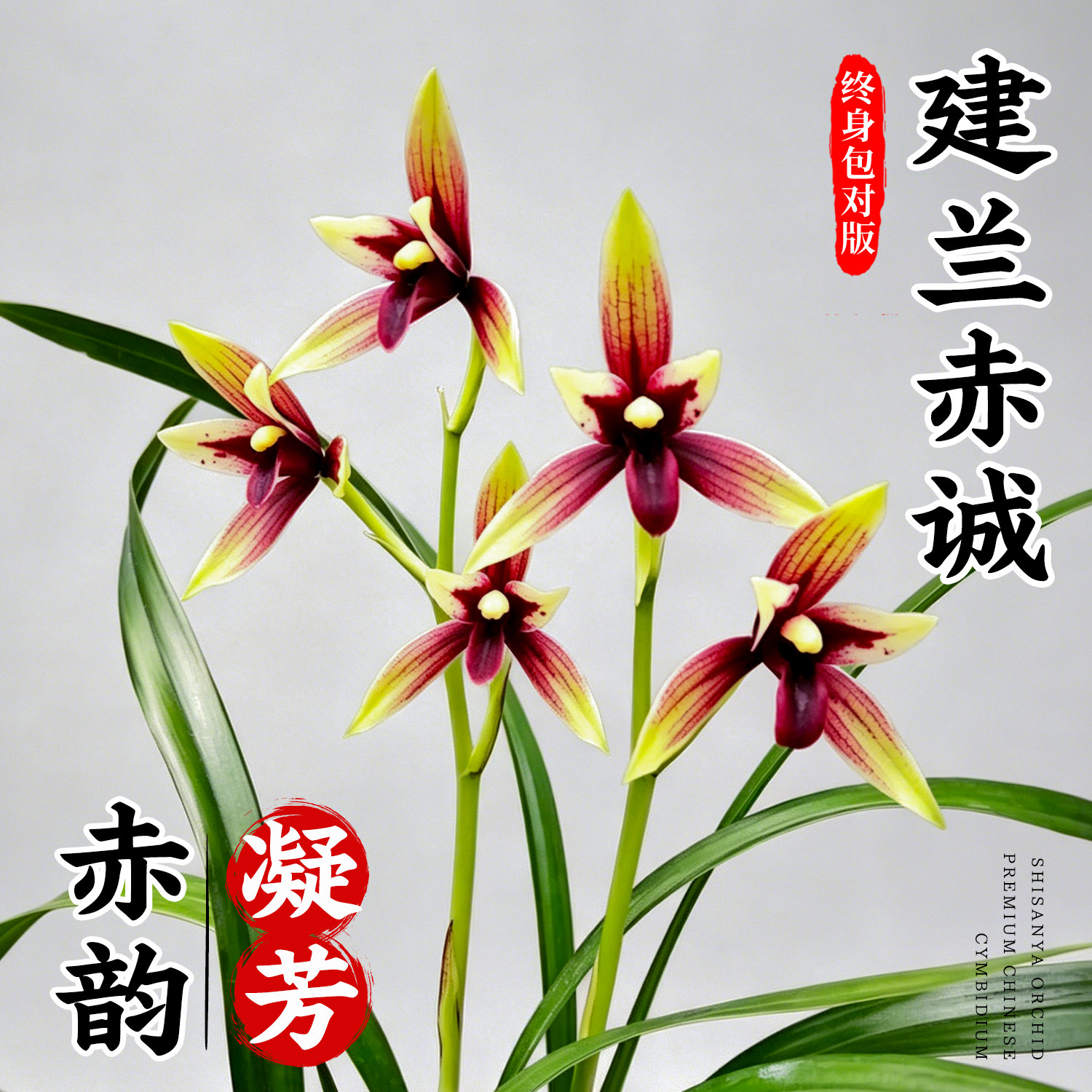 兰花苗四季兰名贵品种赤诚红素花