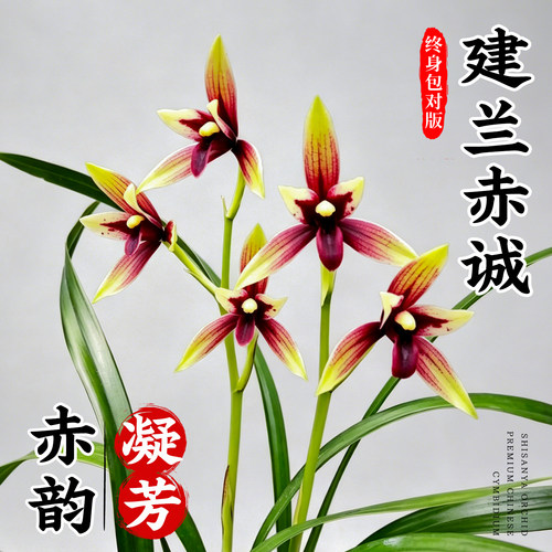兰花苗四季兰名贵品种赤诚红素花