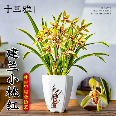 兰花苗建兰小桃红带金边带花苞