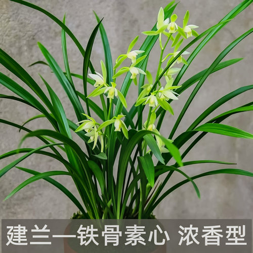 兰花建兰铁骨素心带花苞耐寒四季