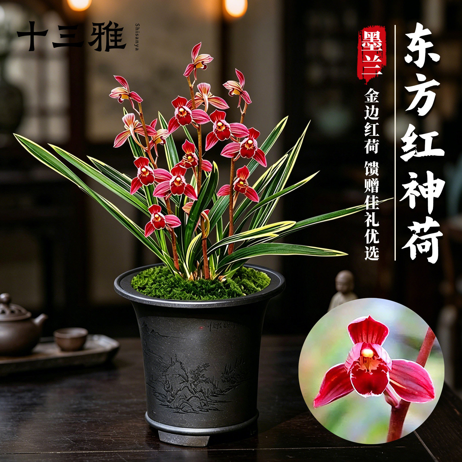 兰花苗东方红神荷矮种墨兰红花