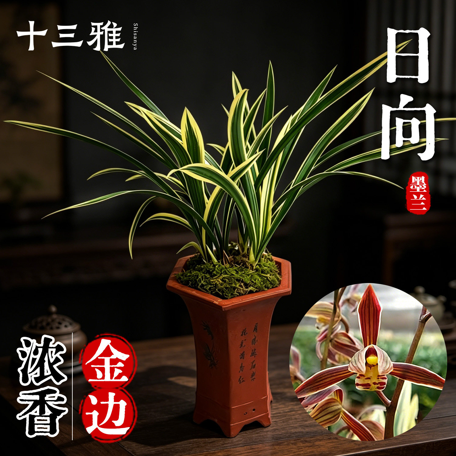 兰花苗 墨兰报岁兰日向 大金边线艺浓香型 冬带花苞出售花卉盆栽