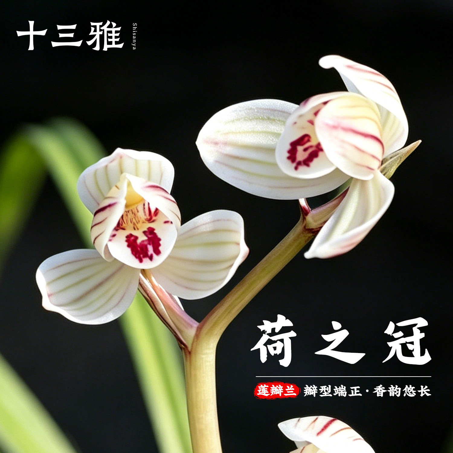 兰花苗莲瓣兰荷之冠经典荷瓣 冬带花苞出售浓香花卉绿植盆栽庭院