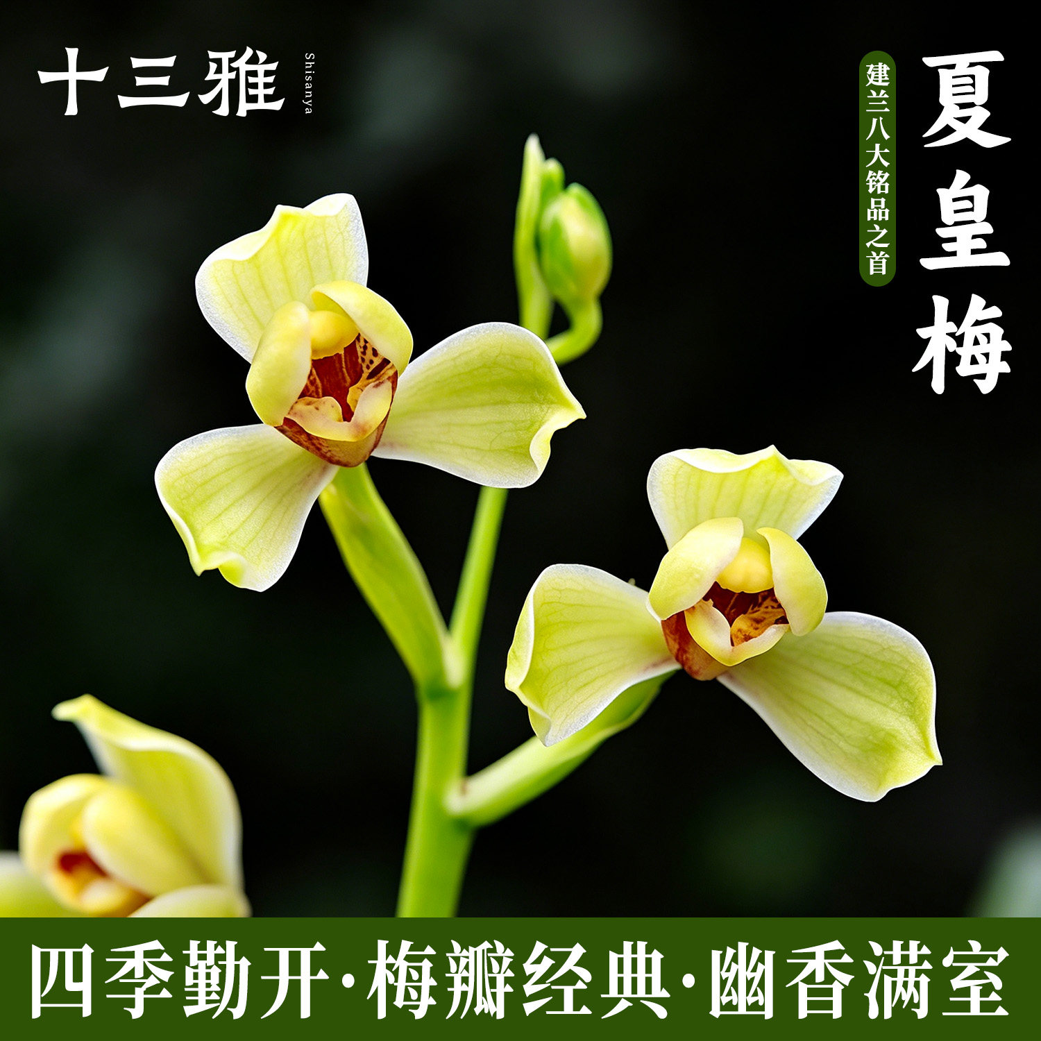 兰花苗建兰四季兰梅瓣铭品夏皇梅 夏带浓香花苞出售花卉盆栽