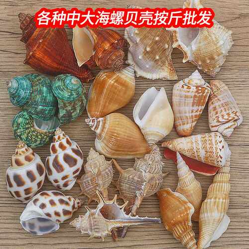 2-10厘米各种大海螺贝壳按斤 产地鱼缸造景装饰工艺品耗材